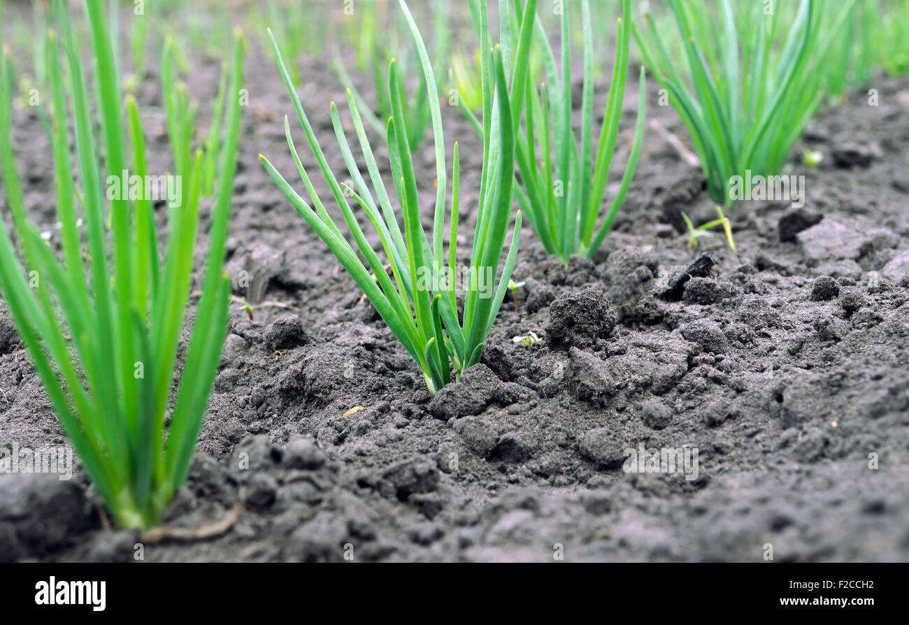 Close up onion plantation hi-res stock photography and images - Alamy