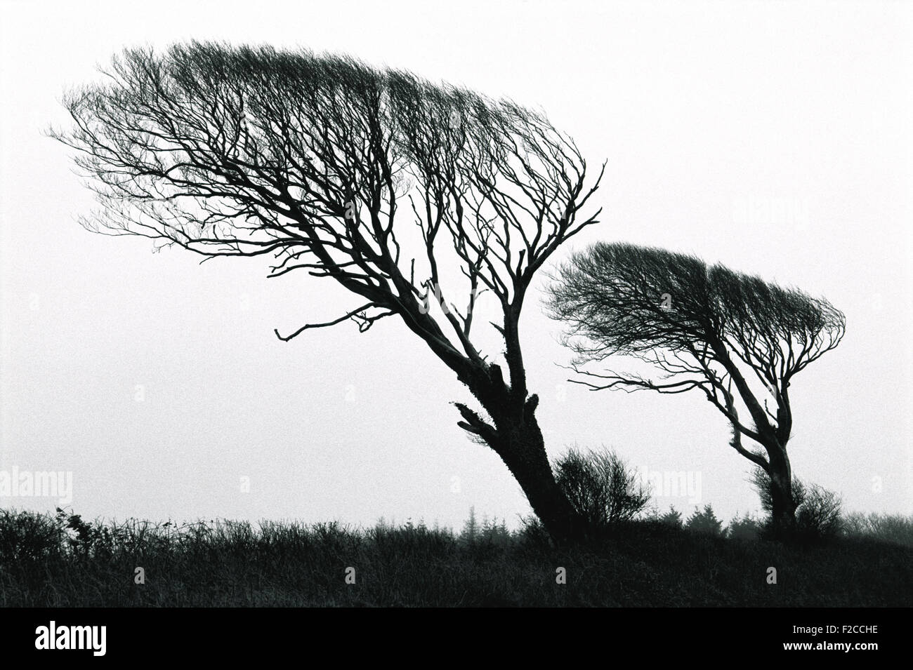 Oak Tree Silhouette High Resolution Stock Photography and Images - Alamy