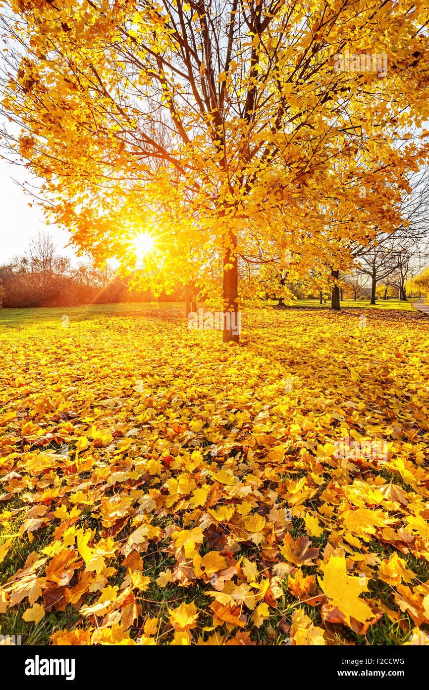 Sunny leaves hi-res stock photography and images - Alamy