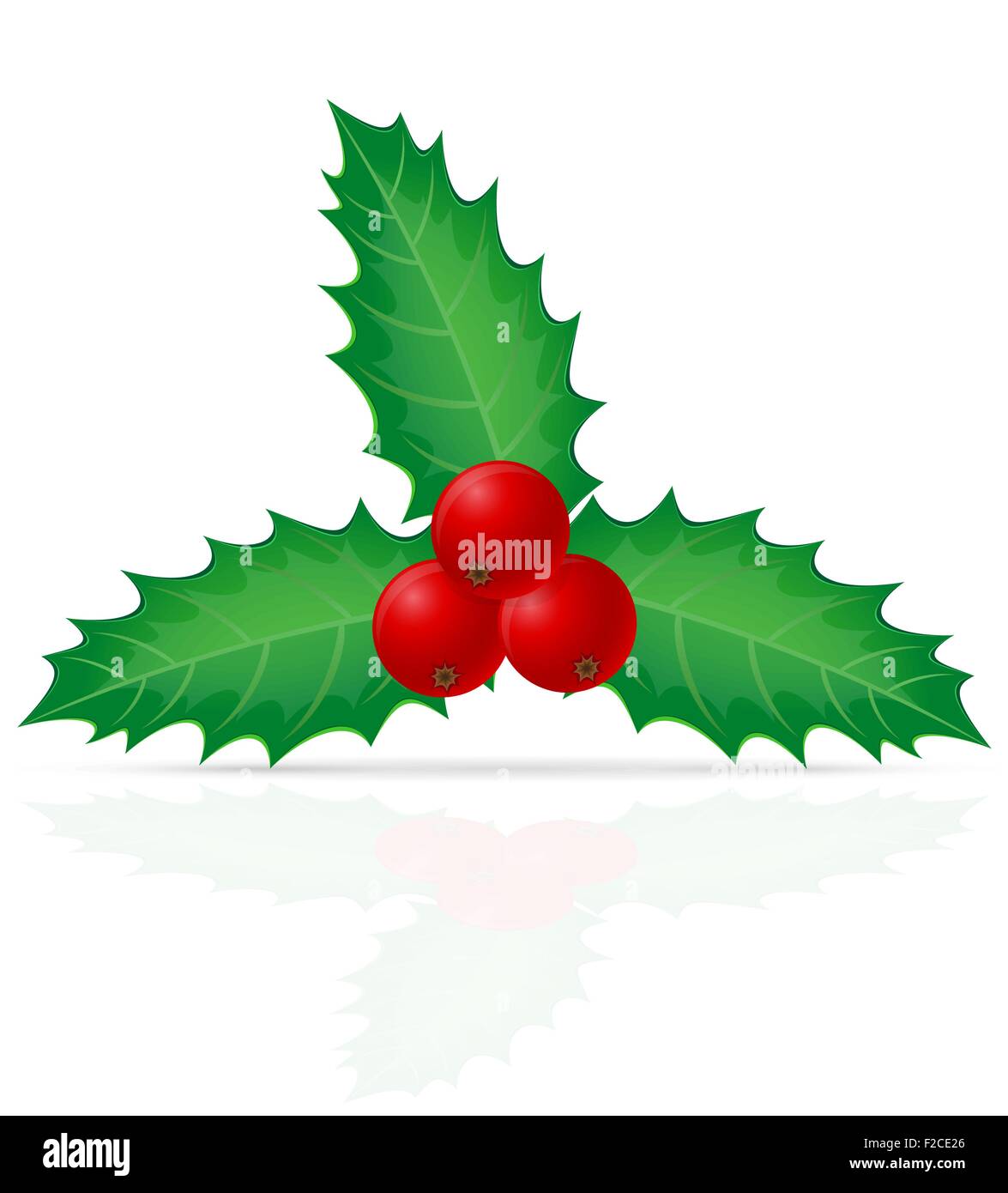 christmas holly berry vector illustration isolated on white background ...