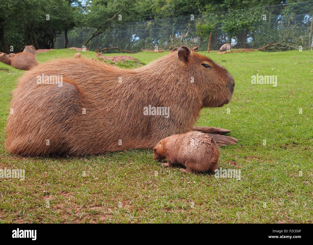 Capybara ( hydrochoerus hydrochaeris) with a prairie dog at the Lakeland Safari Zoo in Cumbria, England, UK. Stock Photo