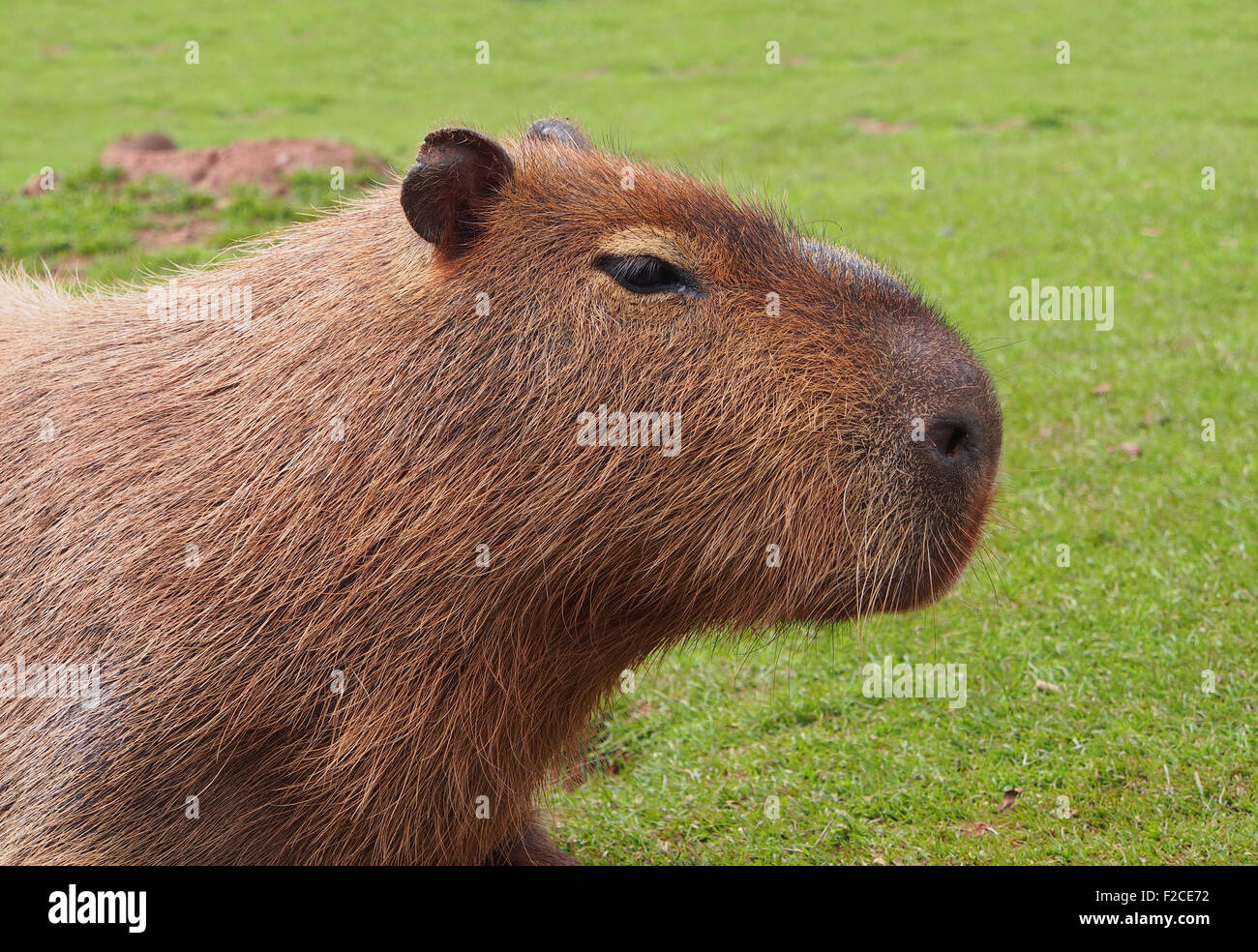 Capybara ( hydrochoerus hydrochaeris) at the Lakeland Safari Zoo in Cumbria, England, UK. Stock Photo
