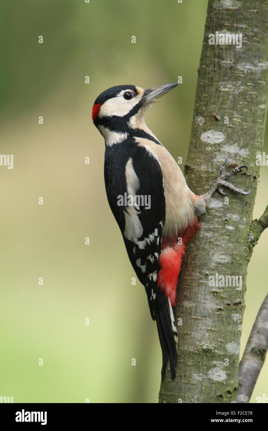 Great Spotted Woodpecker (Dendrocops dendrocopus). Stock Photo