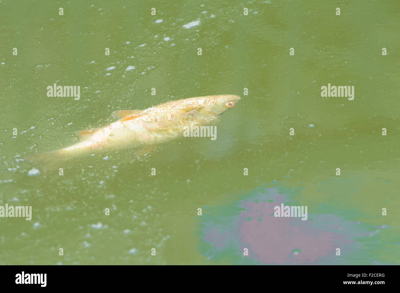 Stagnant water hires stock photography and images Alamy