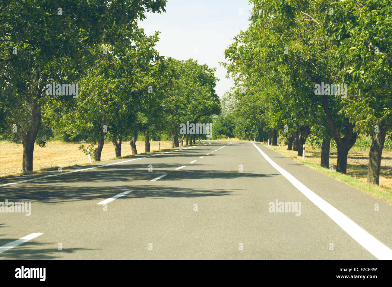 Walnut Tree Lined White Paint Asphalt Road at Summer Midday Stock Photo