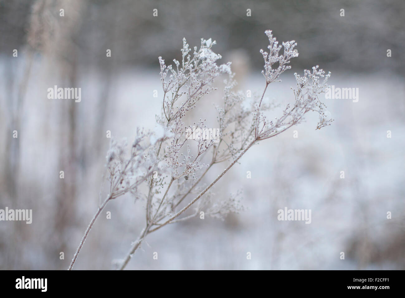 Frost flower plant hi-res stock photography and images - Alamy