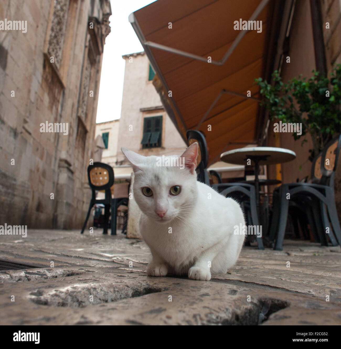 White cat in street hi-res stock photography and images - Alamy