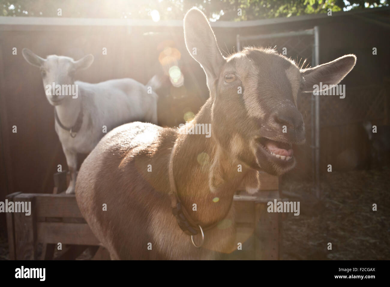 Two dwarf Nigerian goats in backyard farm, backlit with sun light Stock Photo