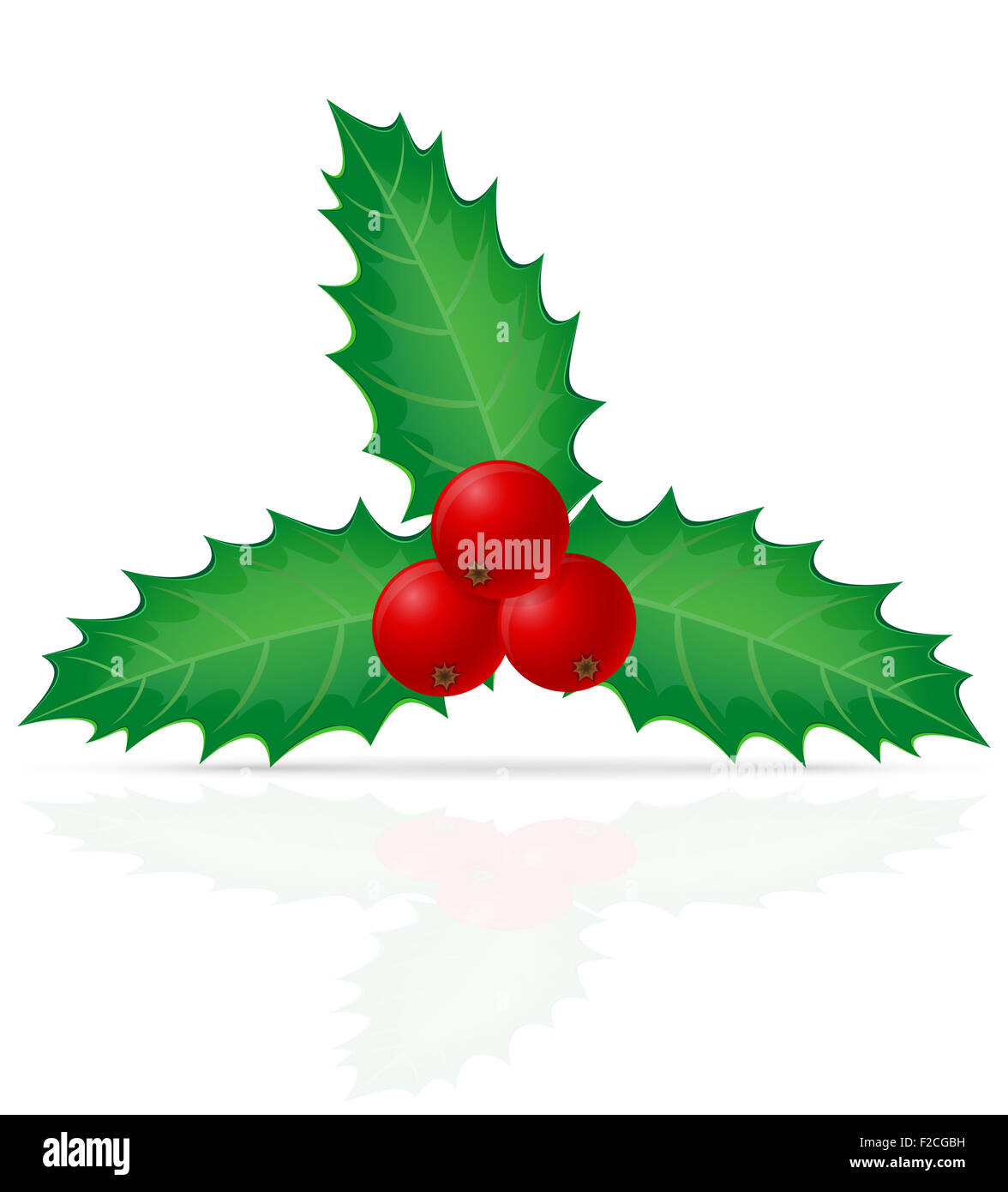 christmas holly berry illustration isolated on white background Stock ...