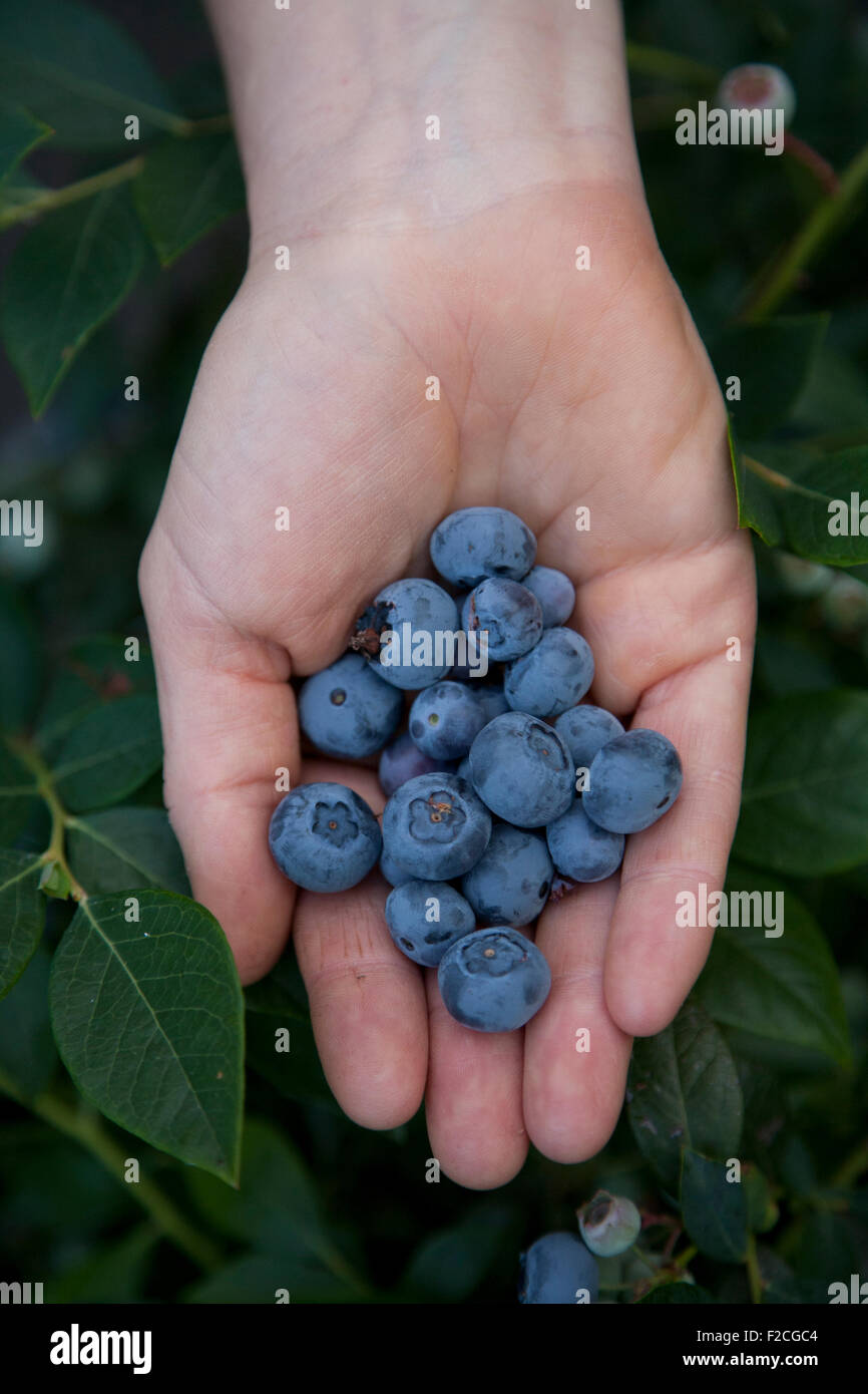 overhead  view of hand holds freshly harvested blueberries Stock Photo