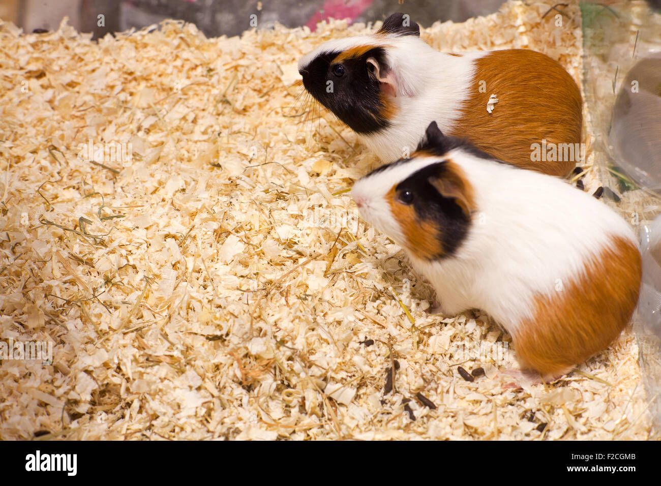 Photo of nice hamsters in the sawdust Stock Photo