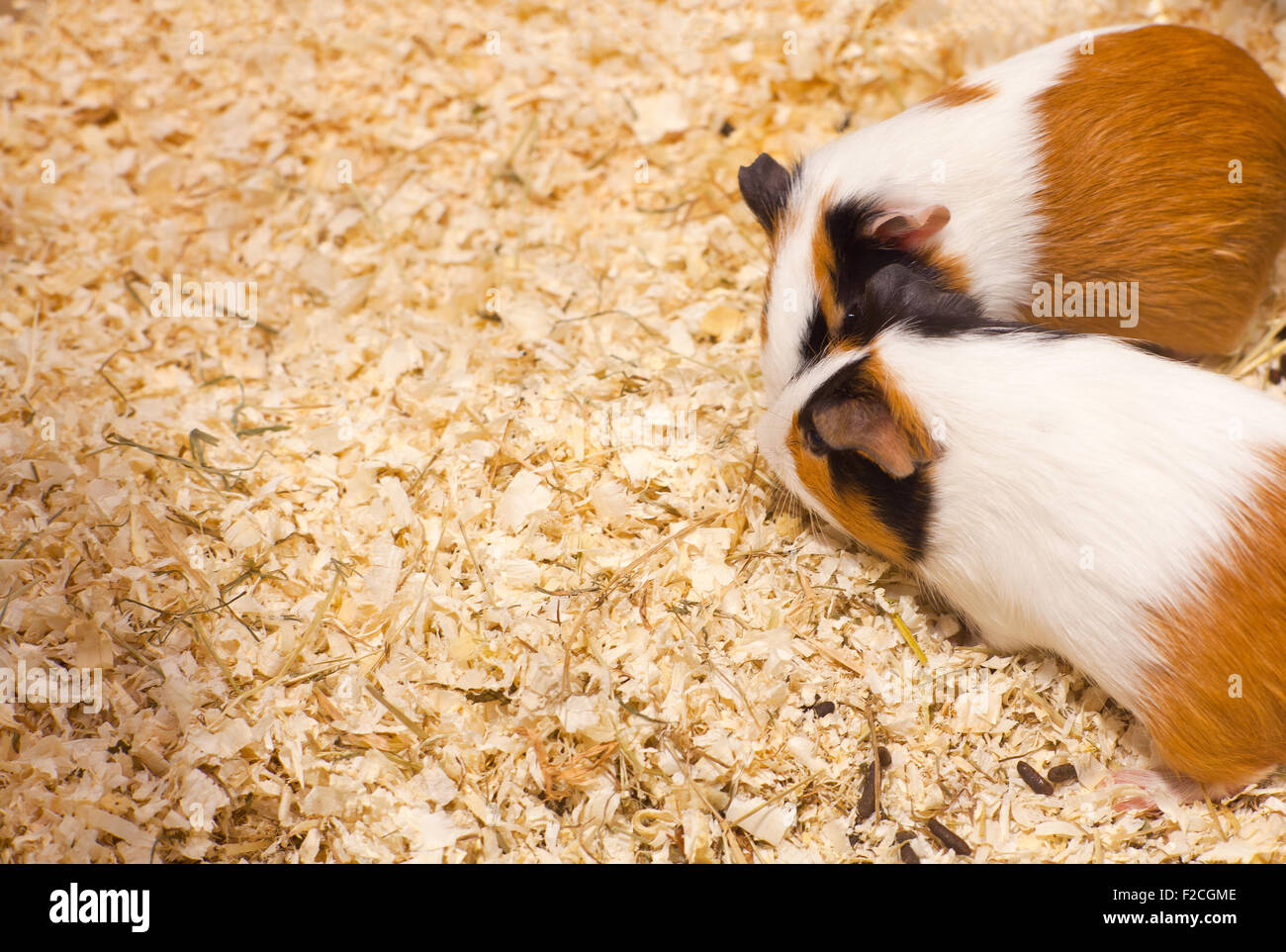 Photo of nice hamsters in the sawdust Stock Photo Alamy