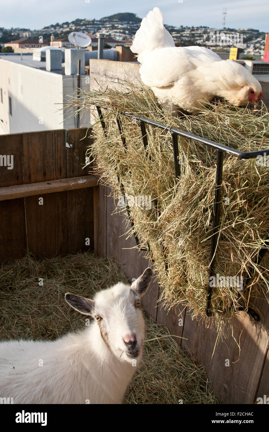 goat and chicken in San Francisco backyard farm Stock Photo