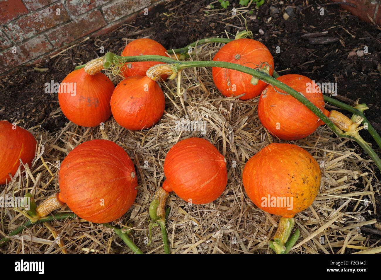 Squash Uchiki Kuri pumpkin pumpkins Stock Photo