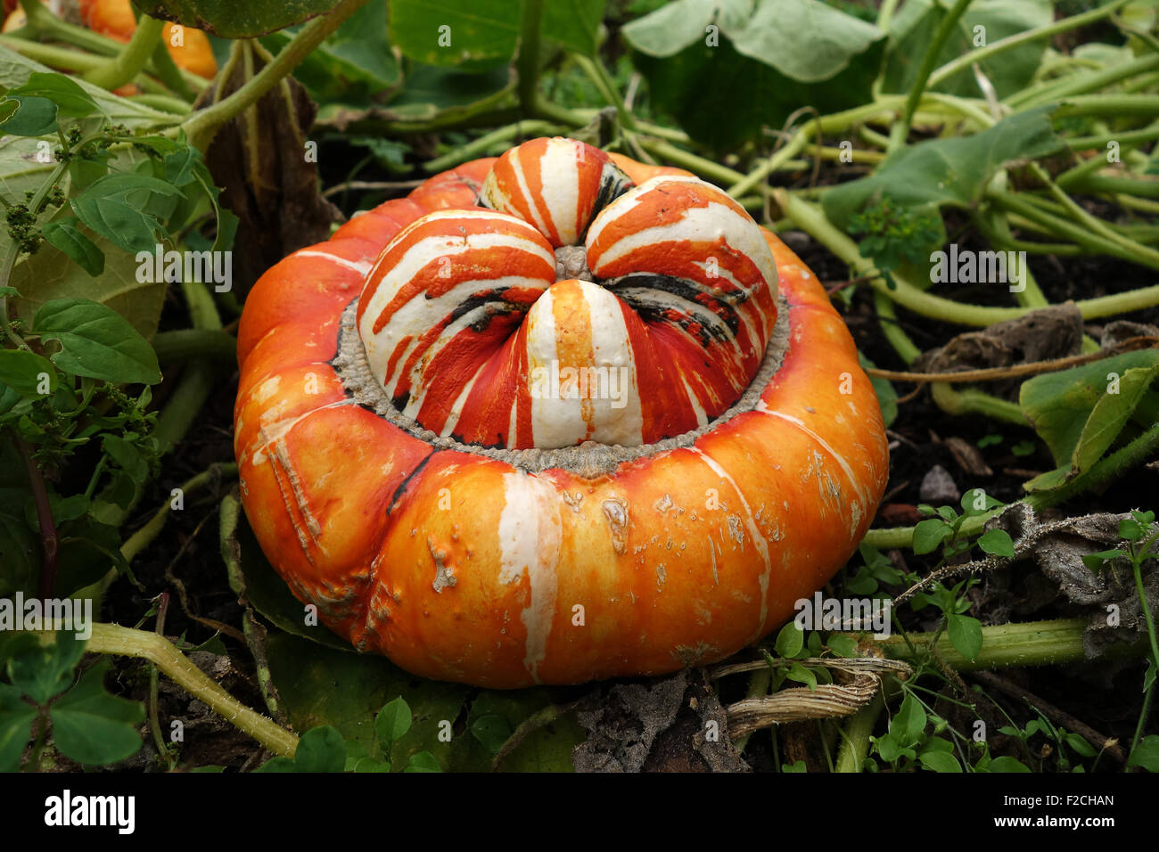 Turban squash pumpkin also known as Turk's Turban or French Turban ...