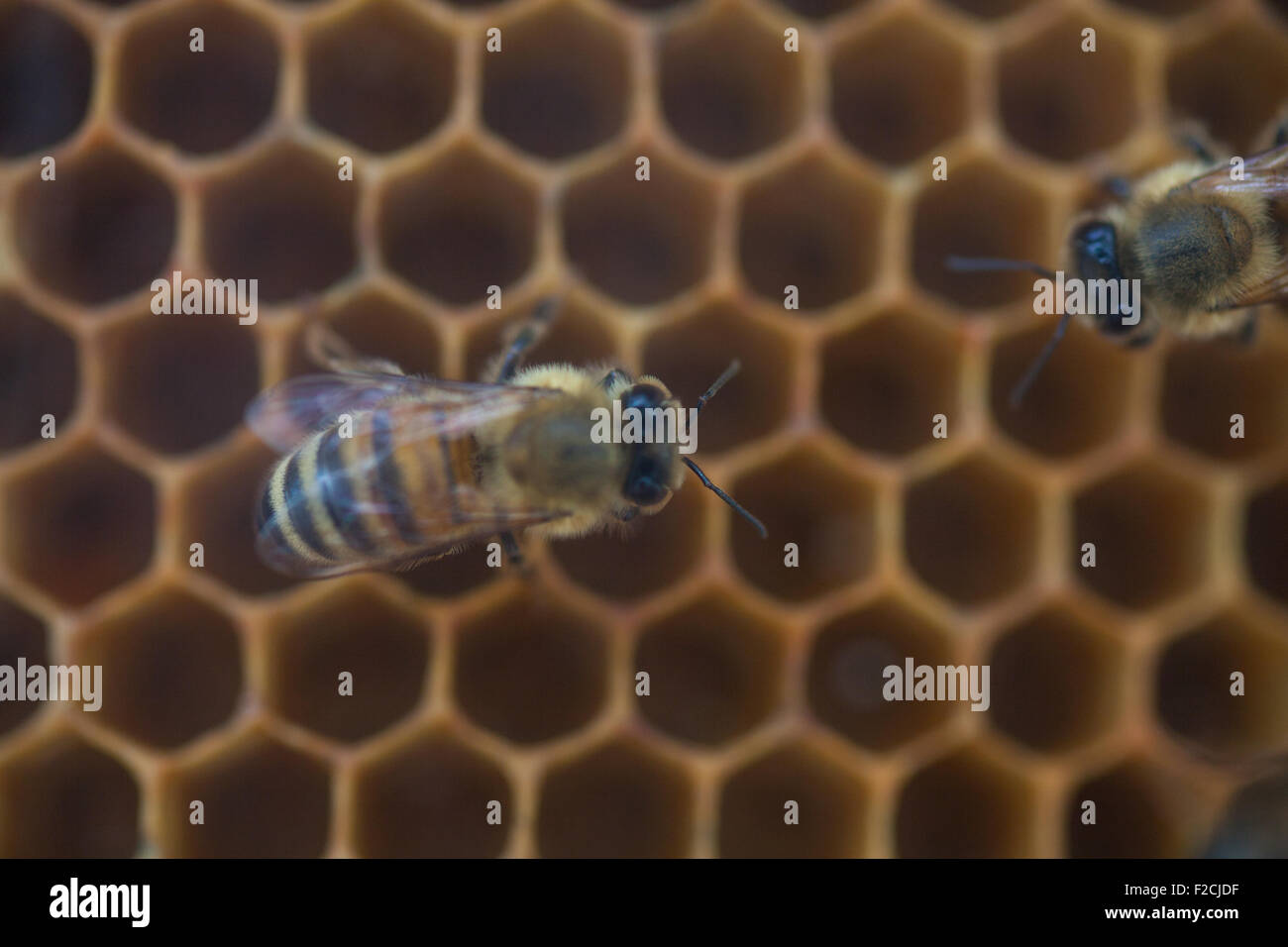 Shot bees swarming on hi-res stock photography and images - Alamy