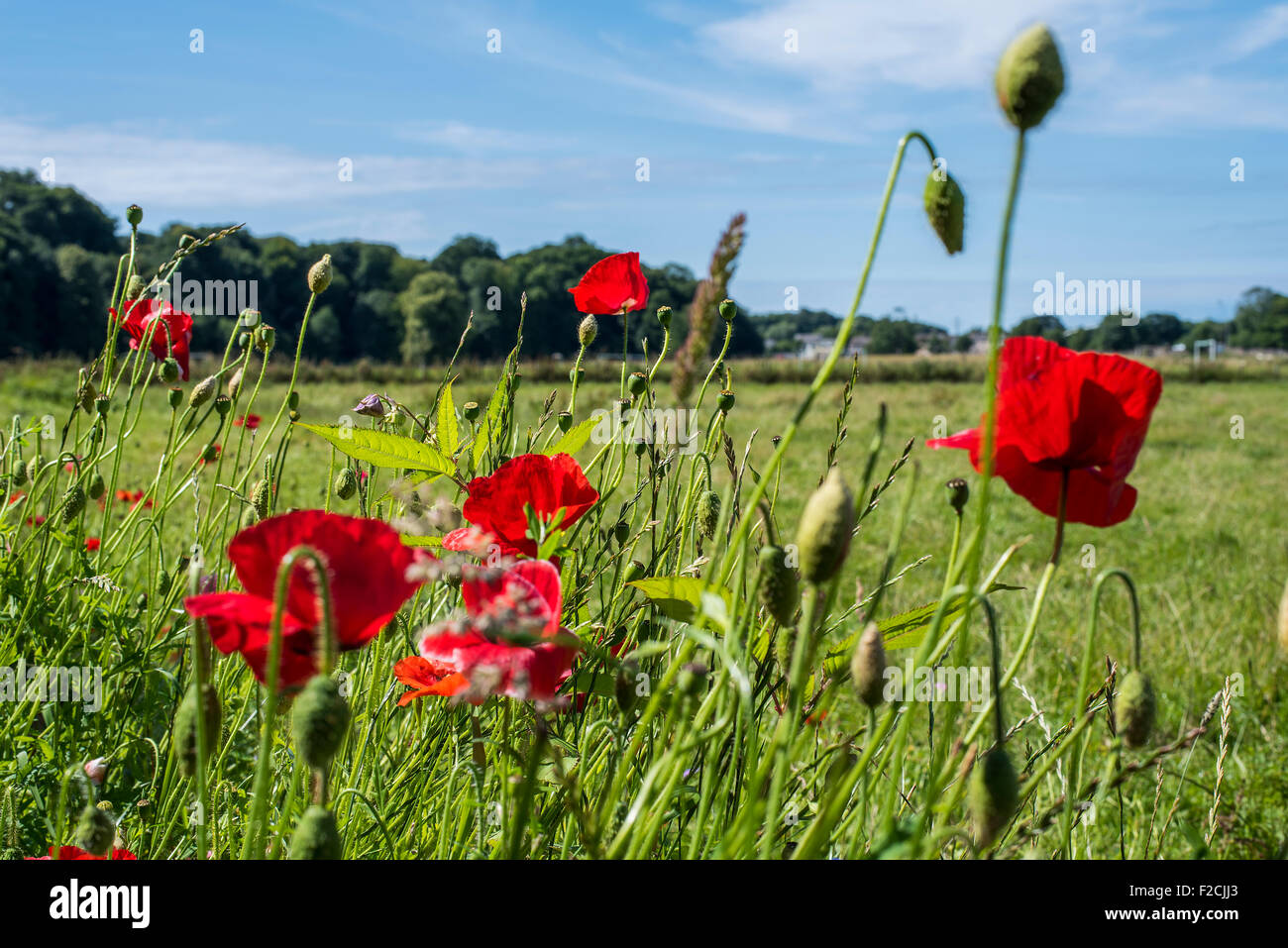Shallow depth of field photograph of wild red poppies growing amongst ...
