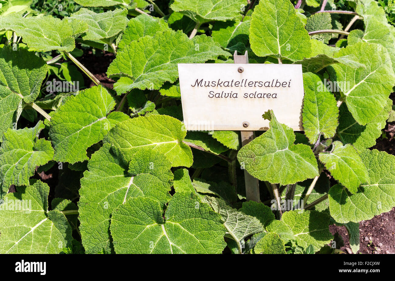Clary sage (Salvia sclarea) Stock Photo