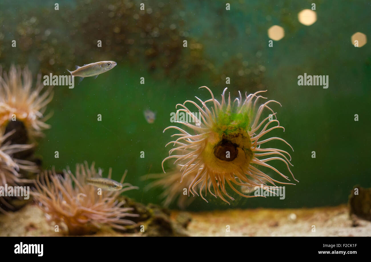 Close up of fish in the aquarium Stock Photo - Alamy