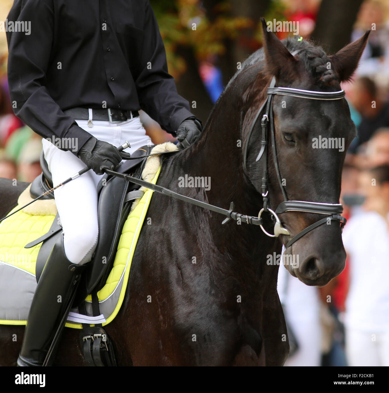 Friesian dressage horse with rider during training Stock Photo - Alamy