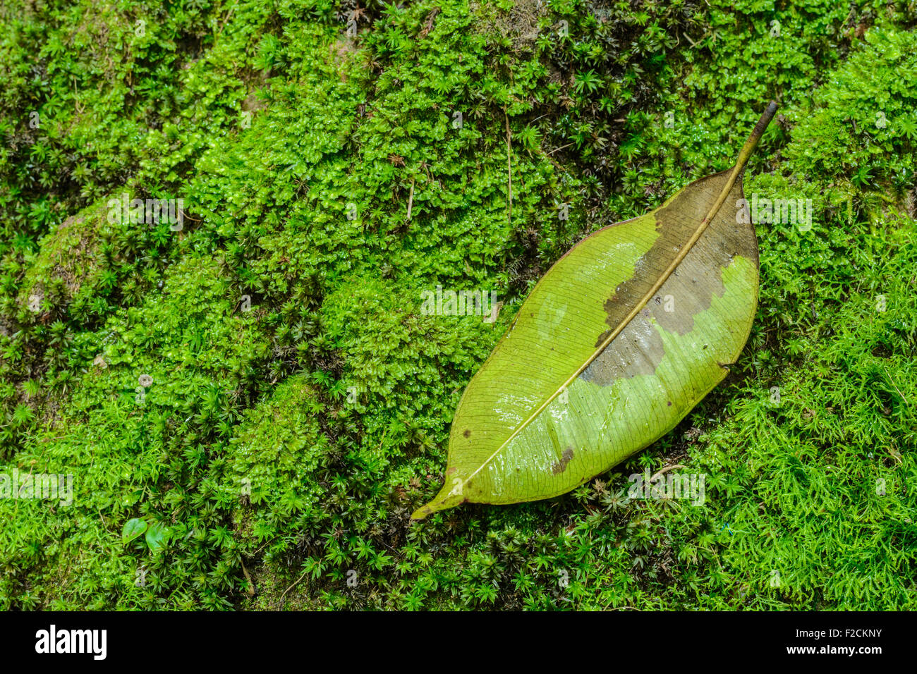 Close up of leaf hi-res stock photography and images - Alamy