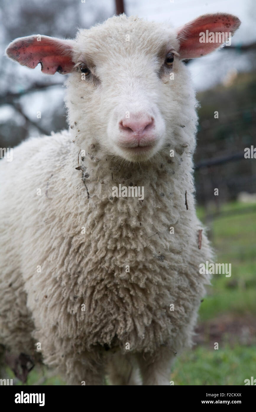 closeup of sheep outdoors in spring Stock Photo