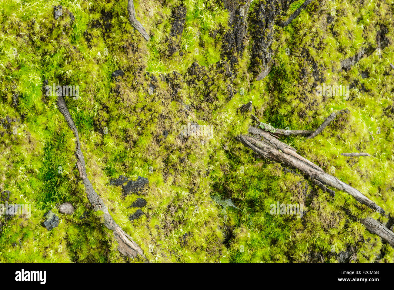 Green moss on leaf hi-res stock photography and images - Alamy