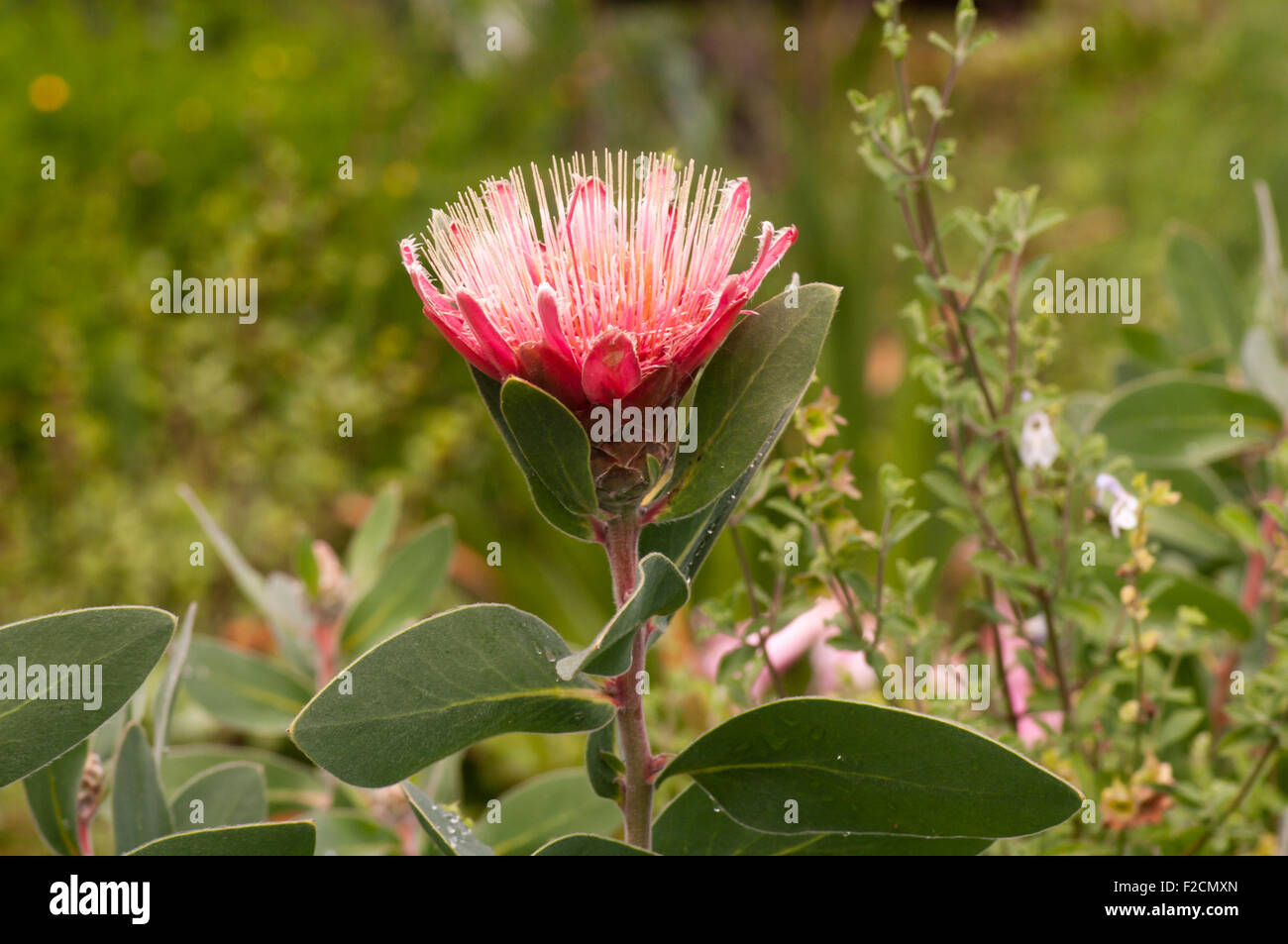 Flower Of The Protea Lacticolor Hottentot sugarbush Stock Photo
