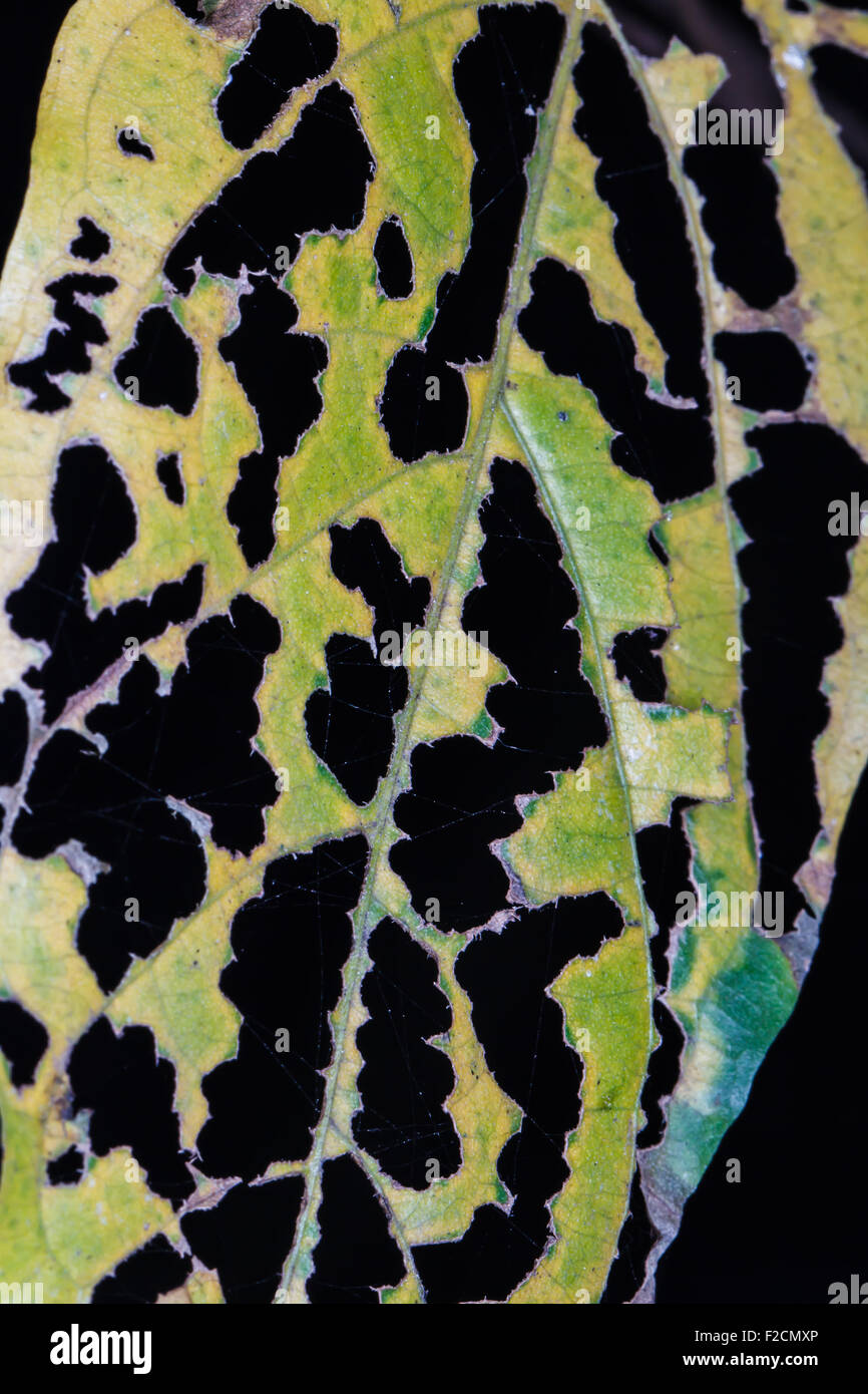 Leaf insect bite Stock Photo - Alamy