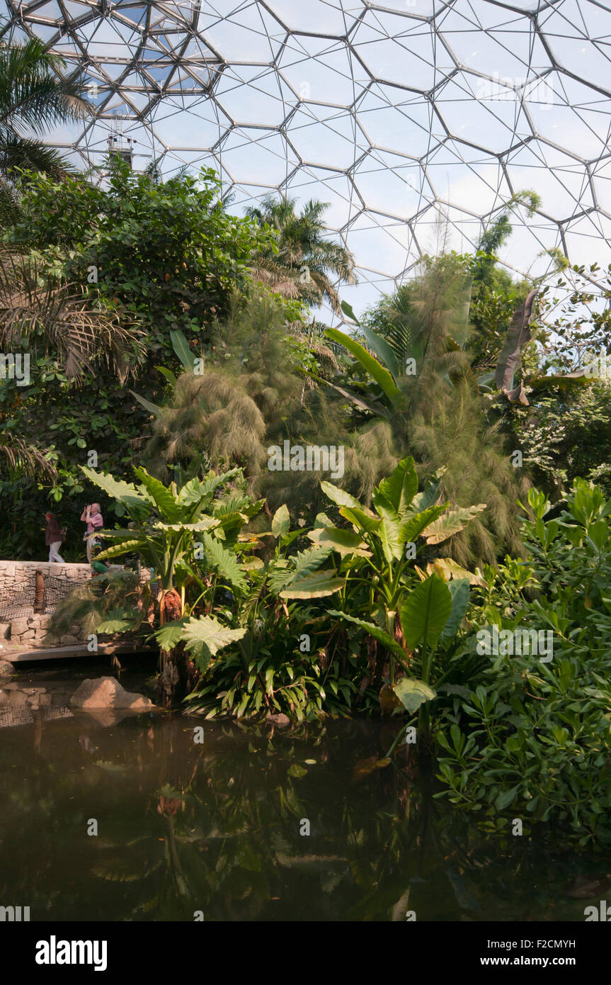 View Inside The Tropical Ciome at The Eden Project Cornwall England UK Stock Photo