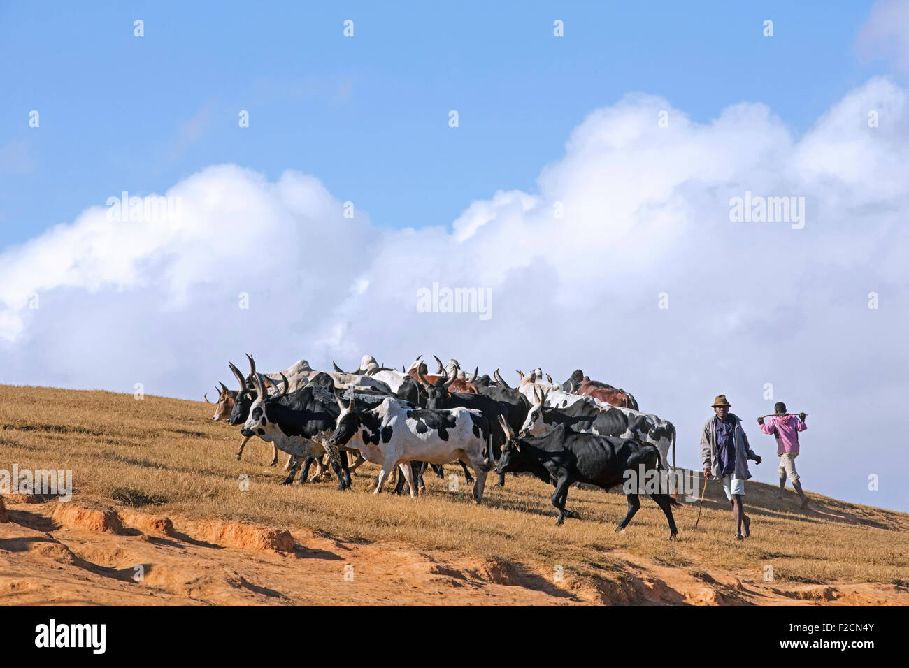 Malagasy cattle herders / cattlemen in Central Highlands on their way to zebu market in Ambalavao, Haute Matsiatra, Madagascar Stock Photo