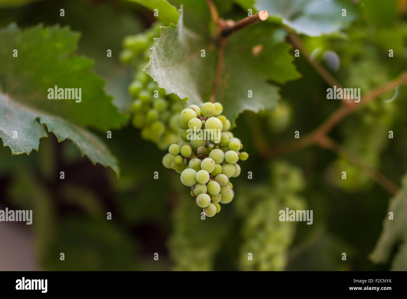 Grape vine and branches hi-res stock photography and images - Alamy