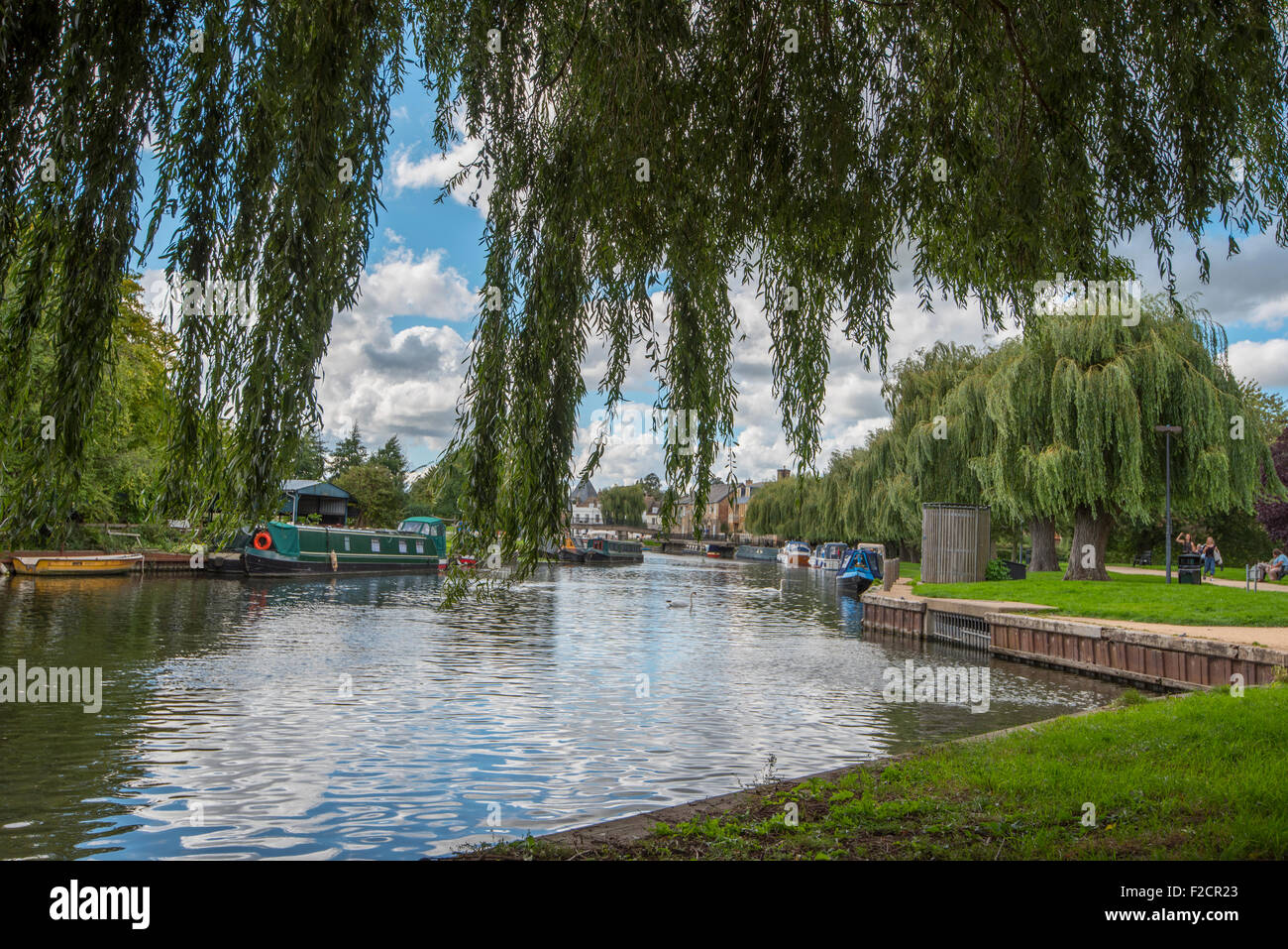 Ely great river Ouse from under a willow tree Stock Photo Alamy