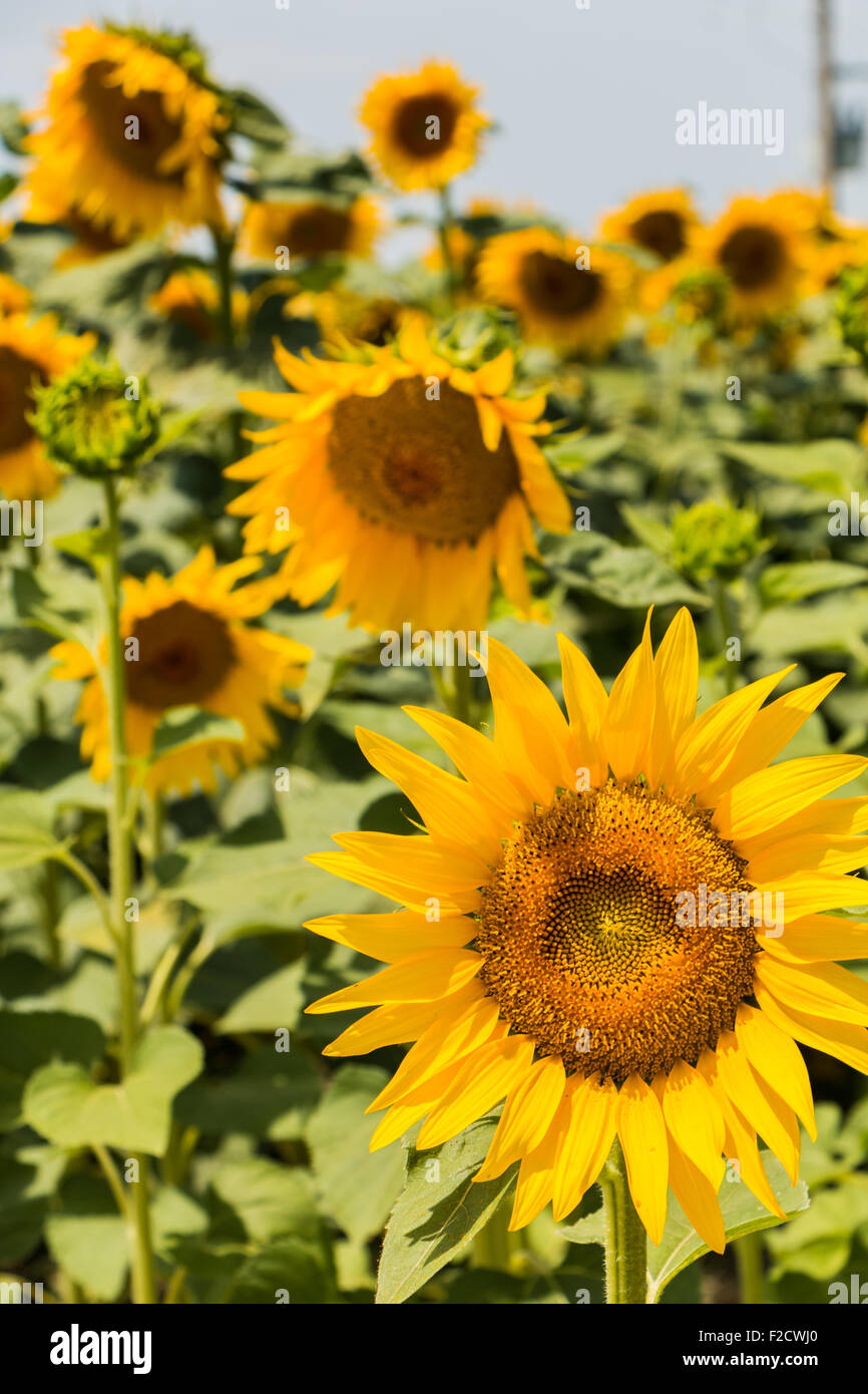 Field of blooming sunflowers in the Provence, France vertical Stock