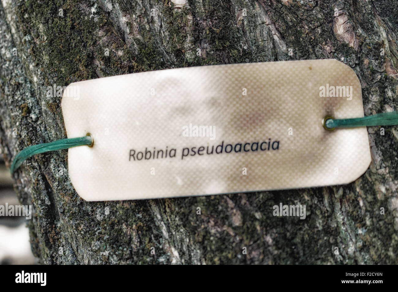 species  nomenclature label  on the trunk of locust-tree Stock Photo