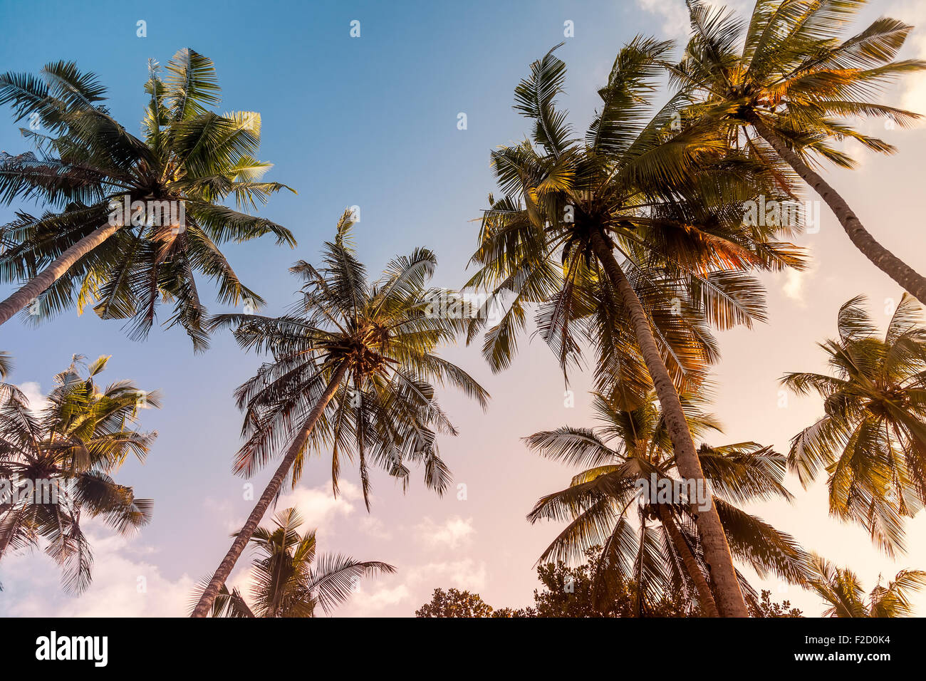 Palm trees on a warm sunny day at sunset, with warm toning Stock Photo ...