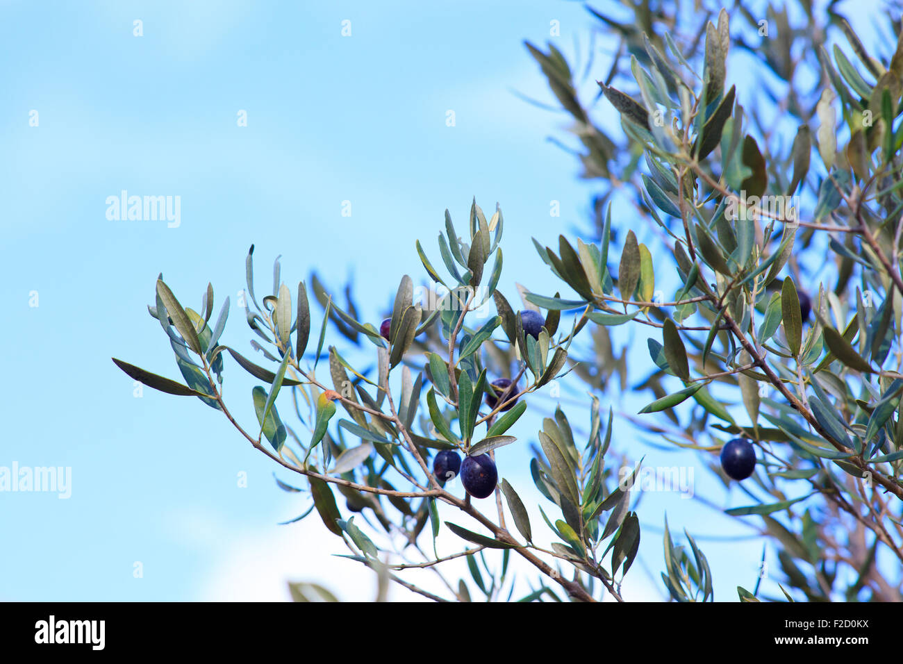 The Olives in the branches in Sicily countryside Stock Photo Alamy
