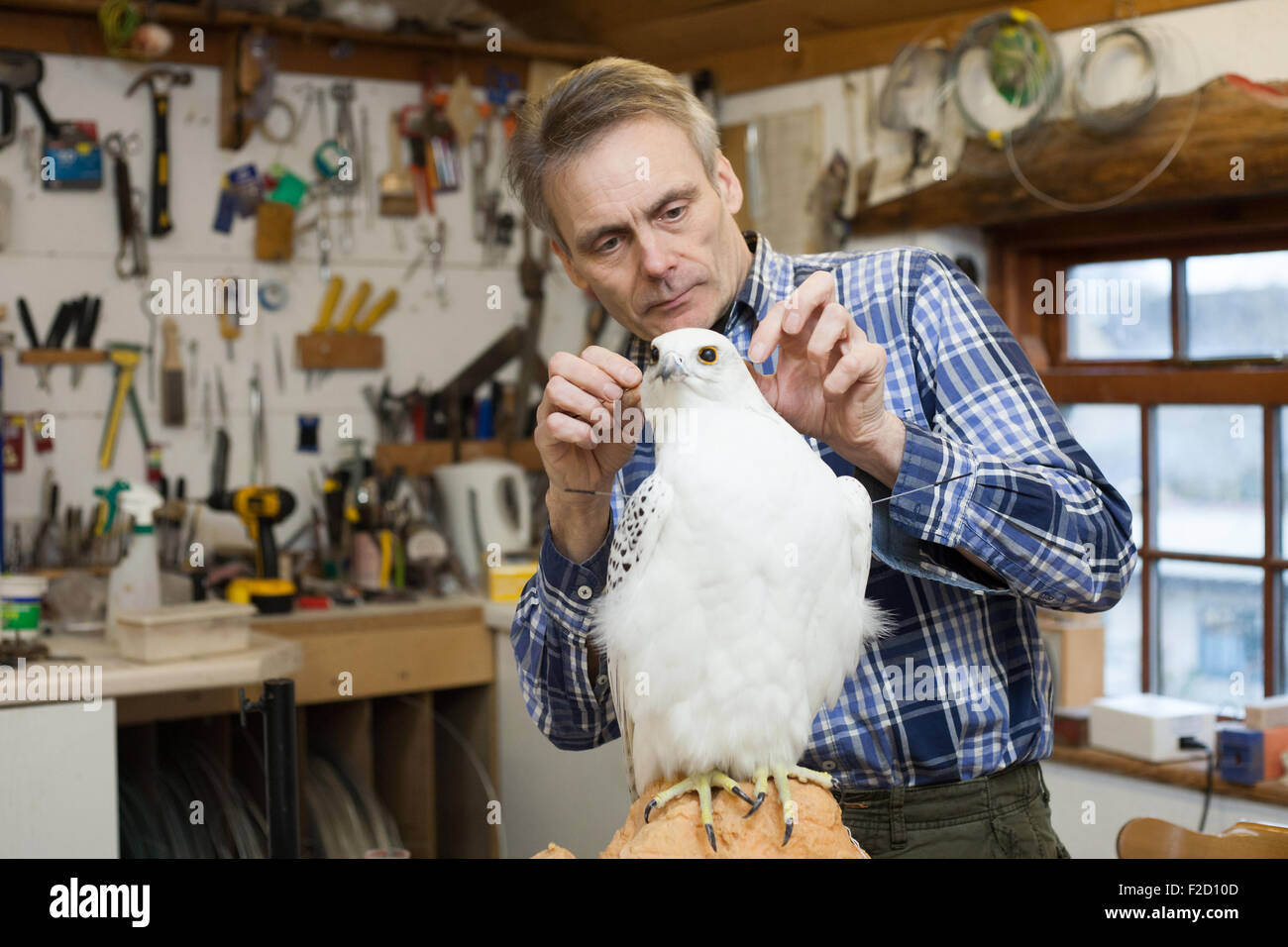 Multi award winning taxidermist Mike Gadd at work in his workshop in Boston Spa, West Yorkshire, England. Stock Photo