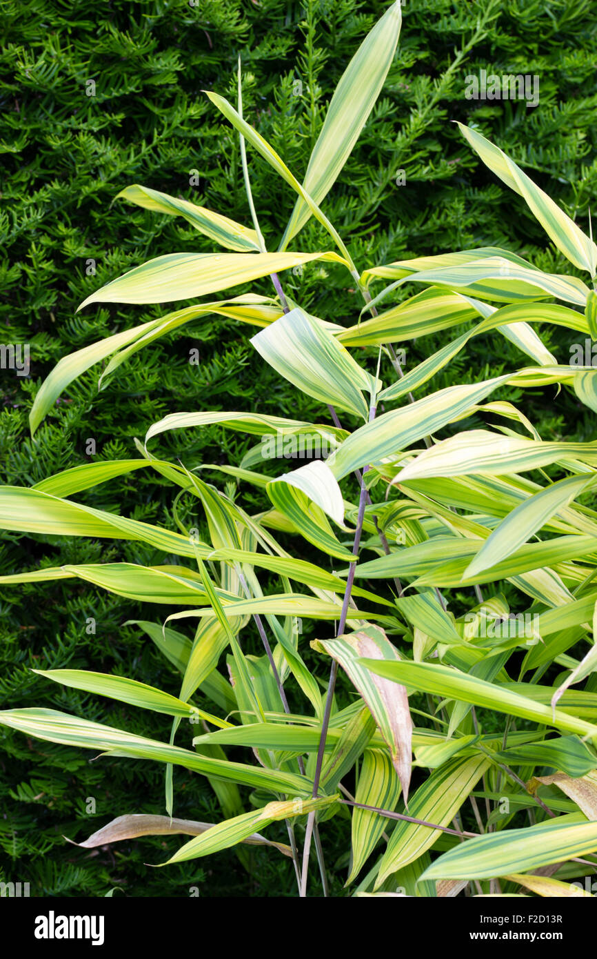 Evergreen foliage of the non-invasive small, naturally variegated bamboo, Pleioblastus viridistriatus Stock Photo