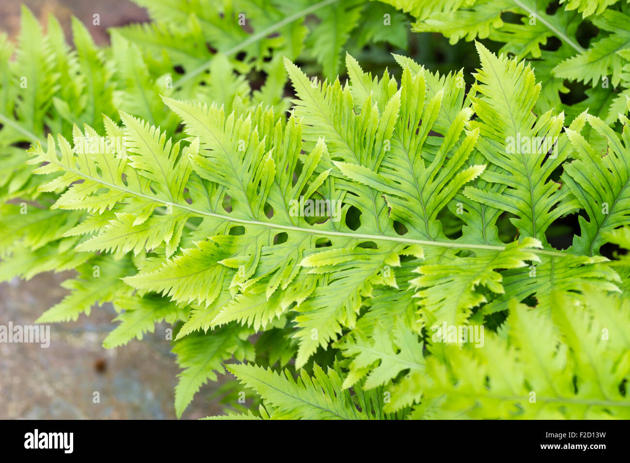 Intricately cut evergreen fronds of the selected form of the UK native polypody, Polypodium cambricum 'Richard Kayse' Stock Photo