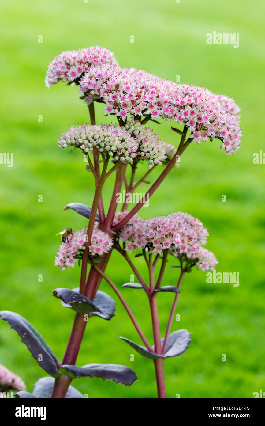 Broad, upright, insect attracting late summer flowers of the orpine, Sedum telephium 'Matrona' Stock Photo