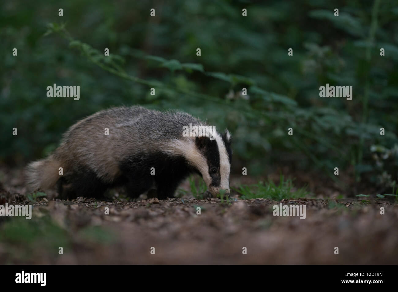 Wild European Badger ( Meles meles ) /  Europaeischer Dachs searching for food in natural habitat. Stock Photo