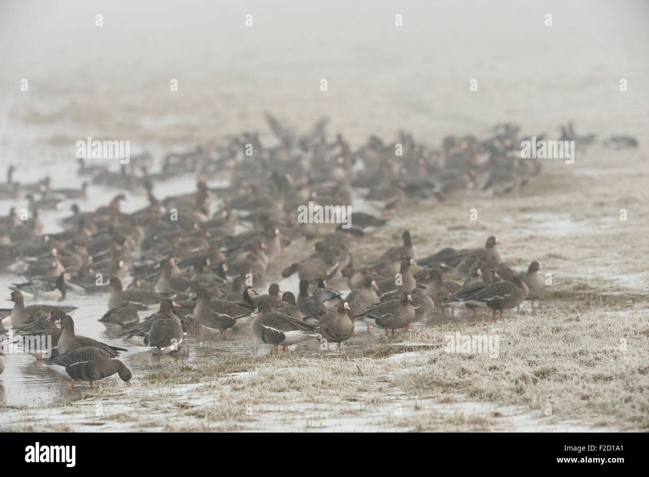White-fronted geese / Anser albifrons / Blaessgaense resting on frozen grasslands next to a lake . Stock Photo