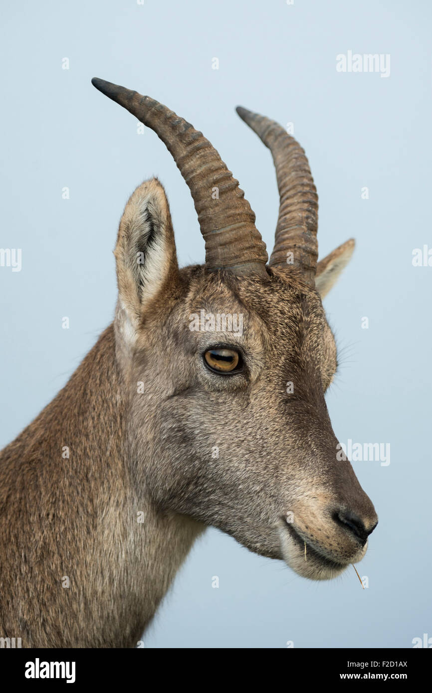 Head shot of female Alpine ibex / Steinbock / Alpensteinbock ( Capra ibex ). Stock Photo
