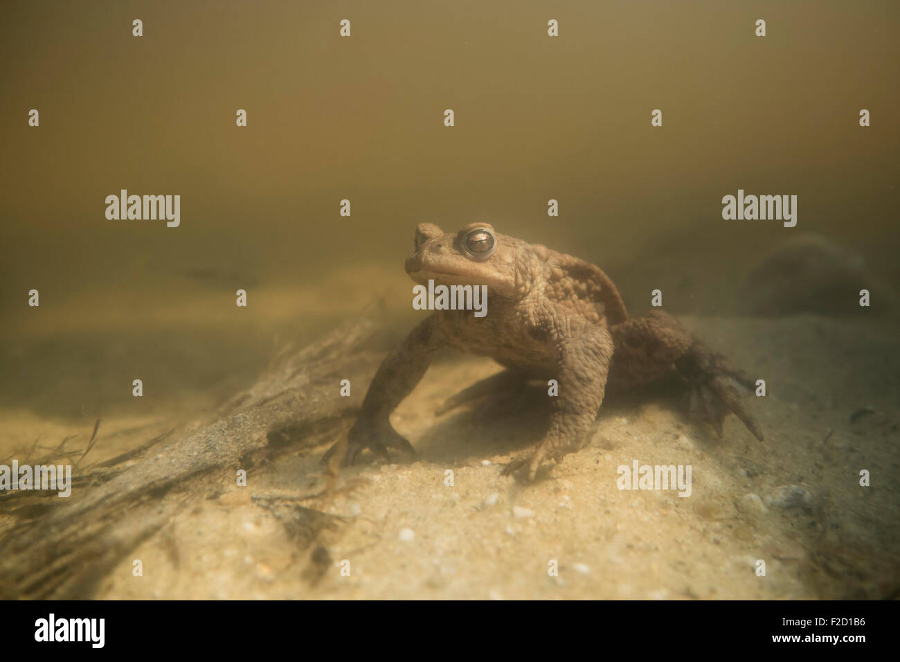Bufo bufo / Common Toad / Crapaud commun / Erdkroete under water during their breeding season. Stock Photo