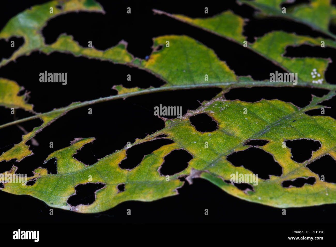 Leaf insect bite Stock Photo - Alamy