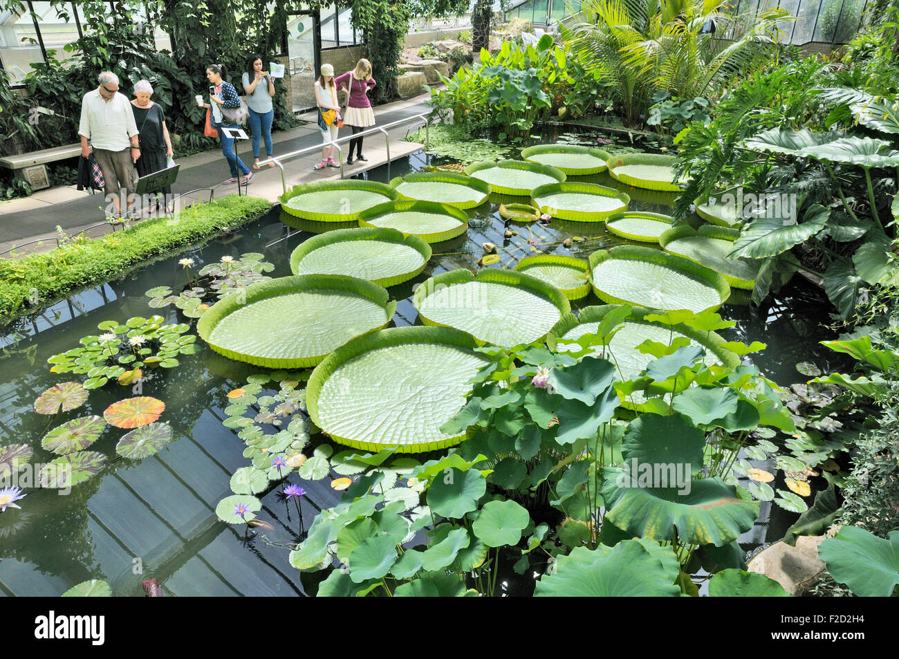 Giant lily pads in the Princess of Wales Conservatory, Kew Royal