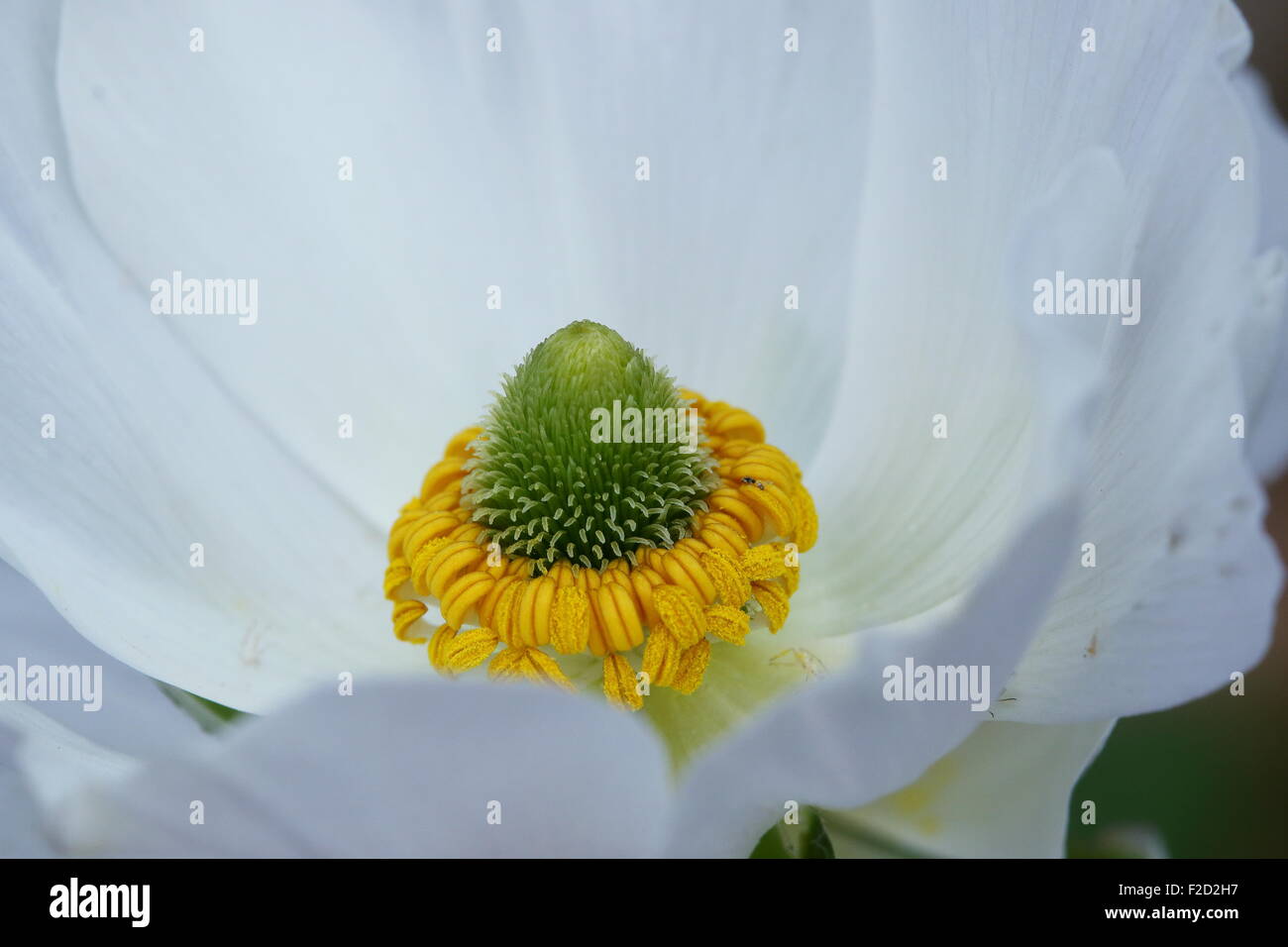 White Ranunculus focusing on the center of the flower Stock Photo