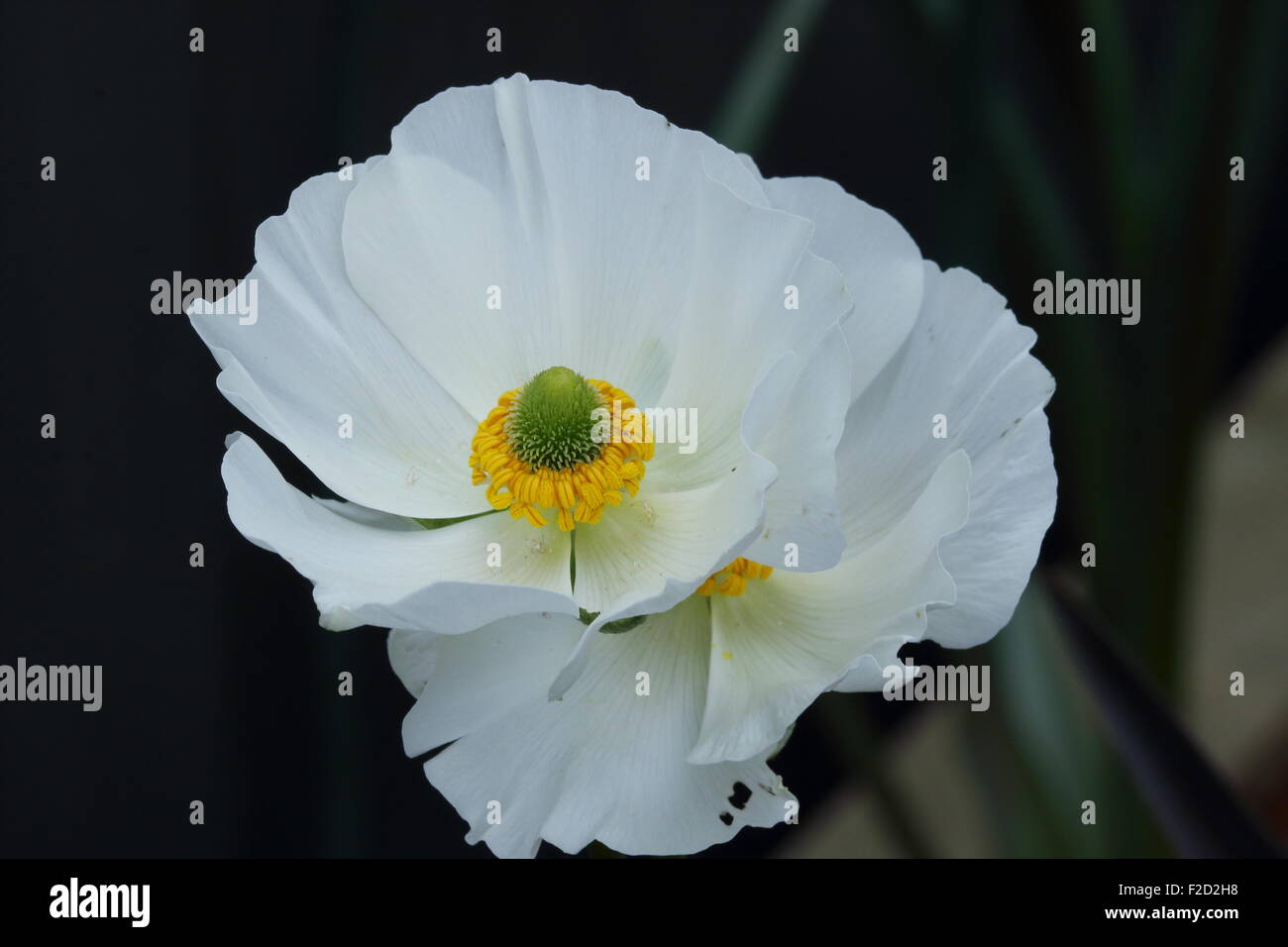 White Ranunculus focusing on the center of the flower Stock Photo