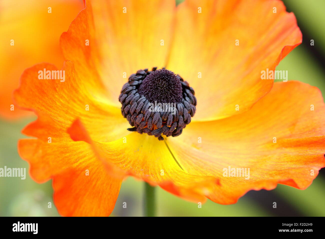 Orange Ranunculus flower in full bloom Stock Photo